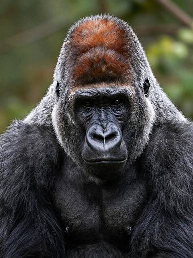 Photograph of a powerful silverback gorilla with dark fur, a reddish-brown crown, and a stern expression, set against a blurred green