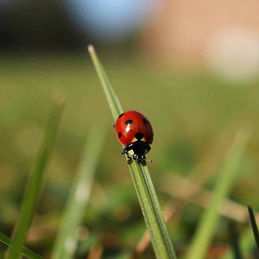 Close-Up Red Ladybug on Grass