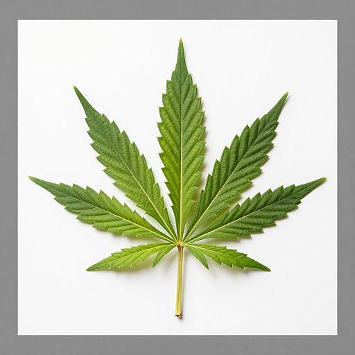 V-Shaped Green Cannabis Leaves Photo