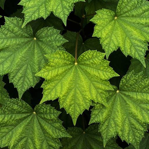 Vibrant Fresh Green Leaves Close-Up