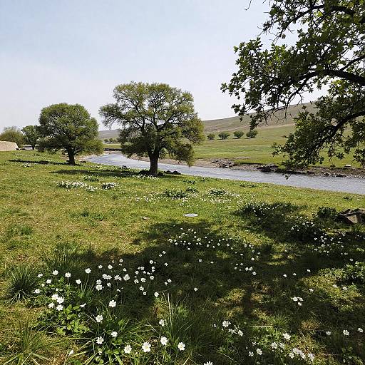 Serene Alpine Meadow Landscape Photo