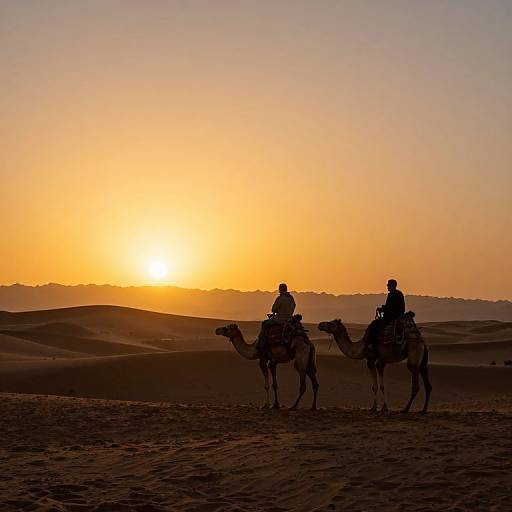 Silhouetted Camels at Vibrant Sunset