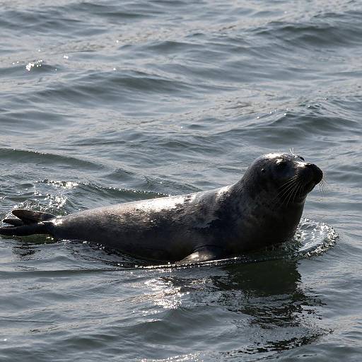 Silhouette of a Seal in Sunlit Ocean