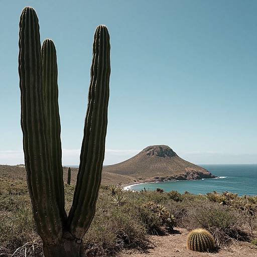 Photograph of a desert landscape featuring a tall, vertical cactus in the foreground, a small hill with a coastline in the background, and clear blue