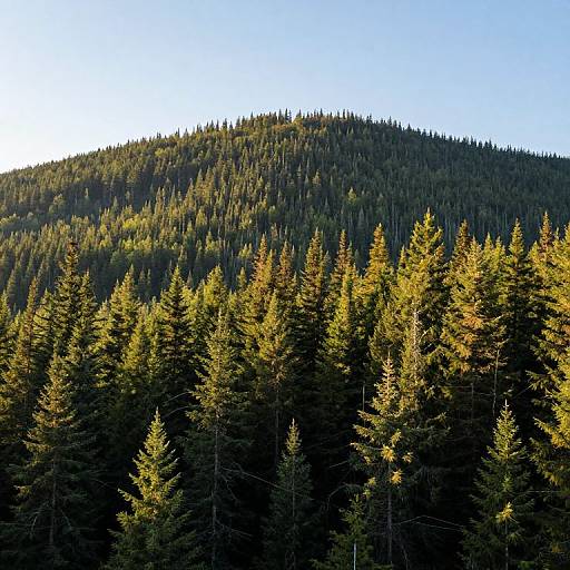 Kawaii Canadian Forest Landscape