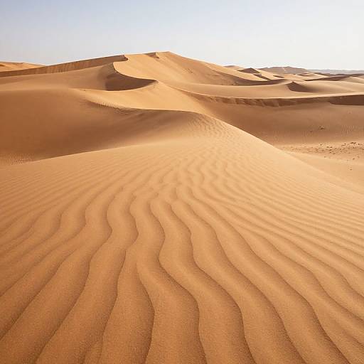 Photograph of golden, rippled sand dunes under a bright, clear sky. Sunlight casts soft shadows, highlighting wavy patterns in the desert