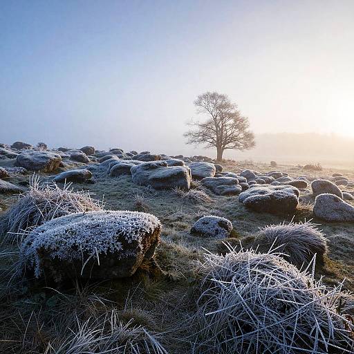 Photorealistic Frosted Moor Dawn