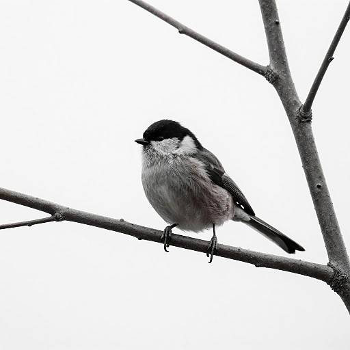 Minimalist Monochrome Bird Perch