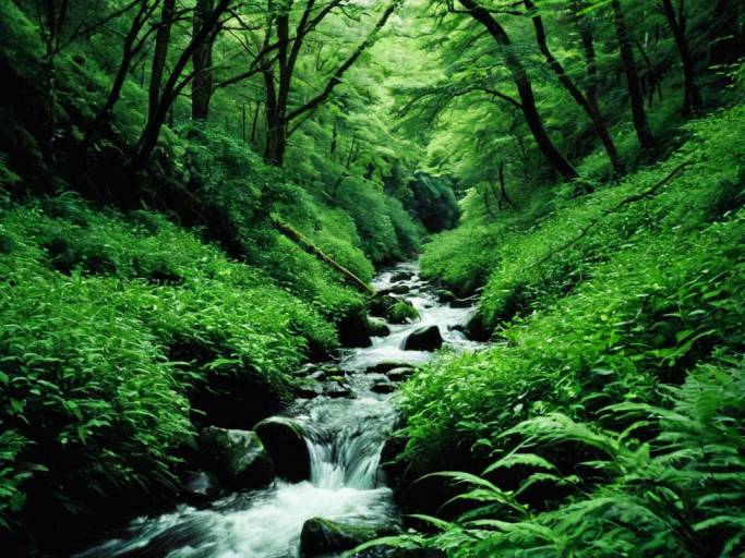 Close-Up Nature Stream Wallpaper Design