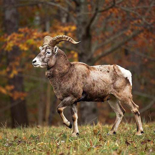 Dynamic Ram Profile in Autumn Forest