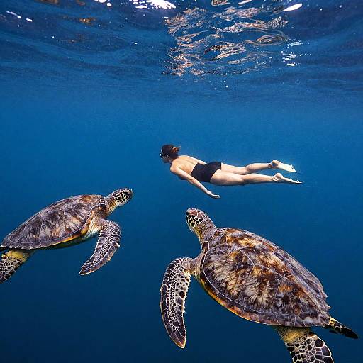 Lone Swimmer Among Giant Sea Turtles