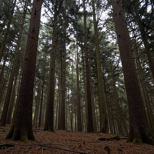 Photograph of a dense, dark forest with tall, slender pine trees, scattered rocks on the forest floor, and a misty, overcast sky