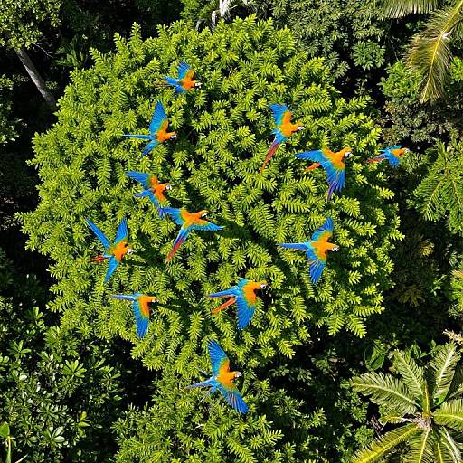 Photograph of vibrant orange and blue butterflies with striking black markings fluttering around a lush, green tree canopy amidst dense foliage.