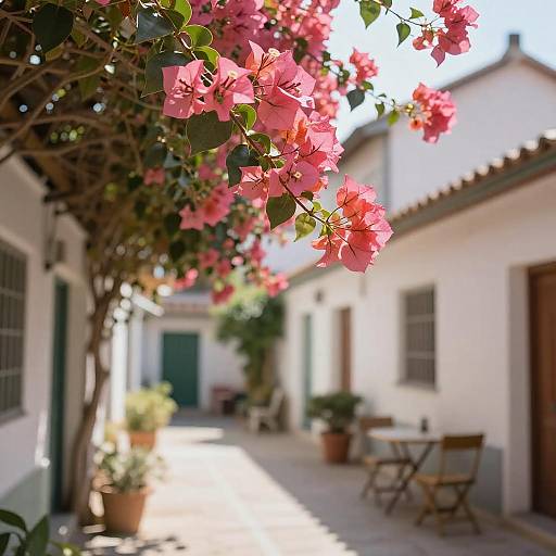 Vibrant Alleyway with Bougainvillea Blooms