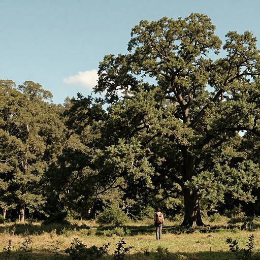 Photograph of a sunlit forest clearing with a large, leafy tree in the center and a person standing near the base. Clear blue sky above