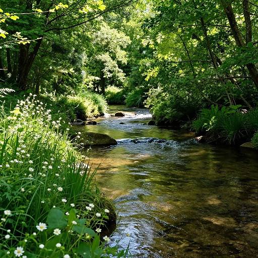 Serene Brookshield Forest Landscape