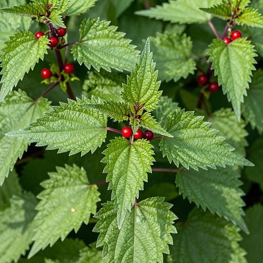 Close-up photograph of vibrant green, serrated leaves with small, bright red berries on dark stems, set against a lush, green background.