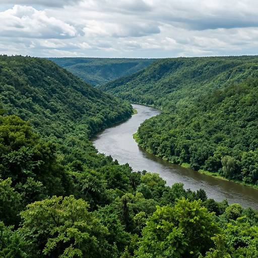 Endless Lush Forest and River