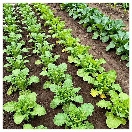 Attractive Vegetable Plot Borders