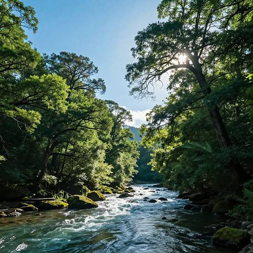 Photograph of a sunlit, lush forest with a rushing, clear river flowing through, surrounded by tall, green trees and bright blue sky. Sun