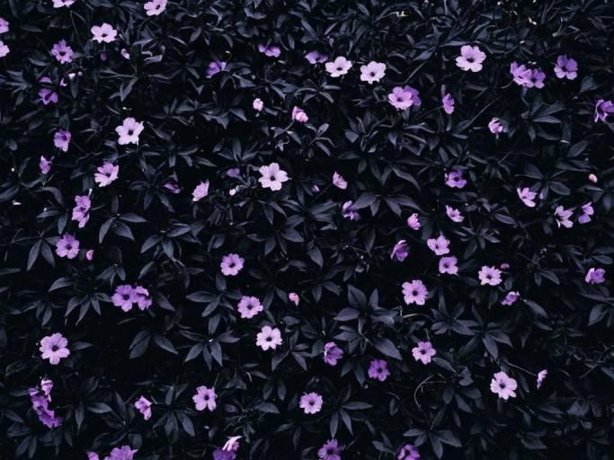 Dark Floral Aesthetic with Purple Blooms
