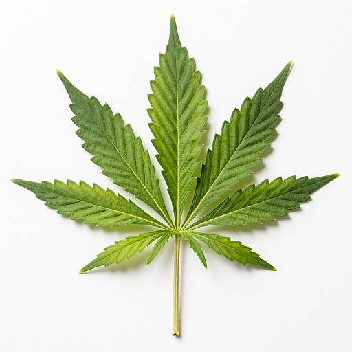 Detailed Green Cannabis Leaf Photo