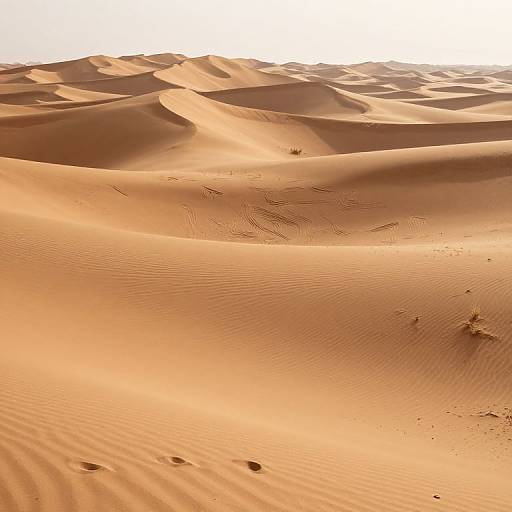 Photograph of a vast, sunlit desert with undulating sand dunes, casting intricate shadows, and visible footprints, under a bright white sky
