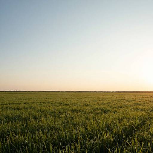 Photograph of a vast, green grass field under a clear, bright blue sky with the sun low on the horizon.