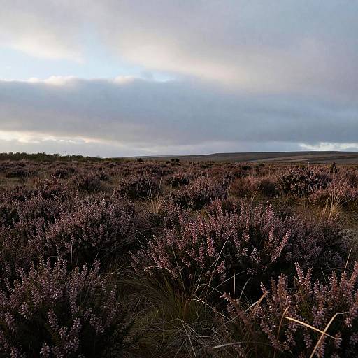 Impressionist Open Heather-Covered Heathland