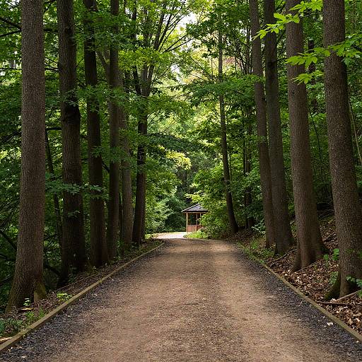 Serene Forest Pathway in Nature