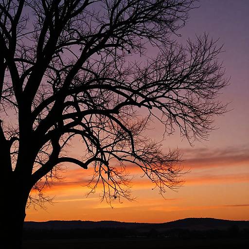 Silhouette Tree at Vibrant Sunset