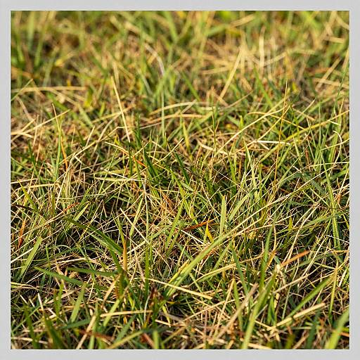 Vivid Abstract Grassy Landscape