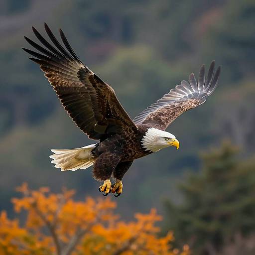 Majestic Bald Eagle in Flight