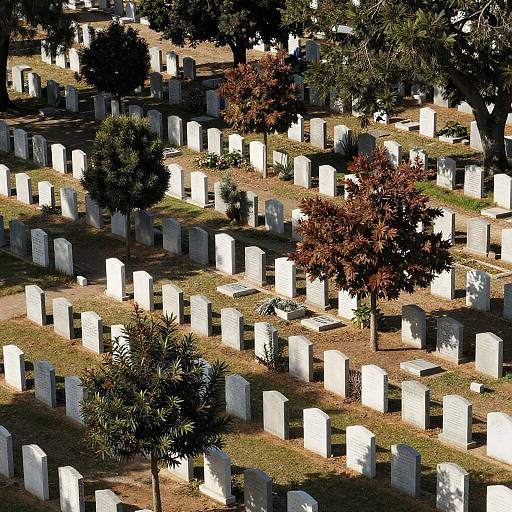 Photograph of a sunlit cemetery with rows of white gravestones, interspersed with dark green and red-leaved trees, casting shadows on