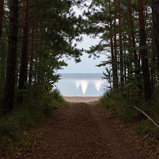 Photograph of a forest path leading to a serene, reflective lake, framed by tall pine trees on both sides.