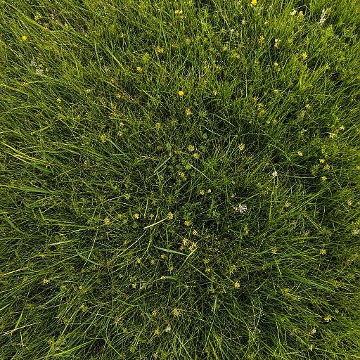 Seamless Dense Green Grass Texture