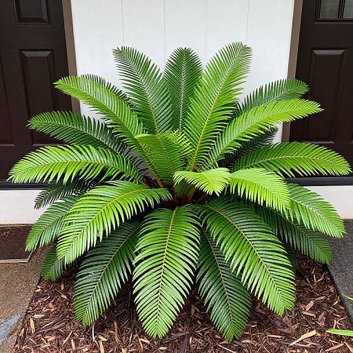 Symmetrical Australian Tree Fern Fronds