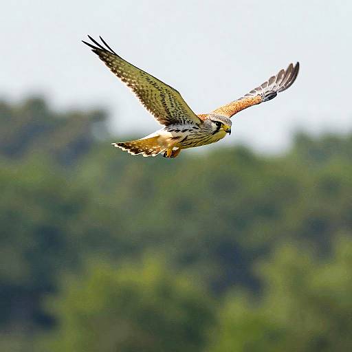 Soaring Kestrel Over Emerald Forest