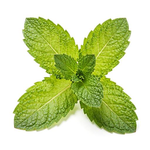 Photograph of fresh, vibrant green mint leaves with droplets of water, arranged in a star shape on a white background.