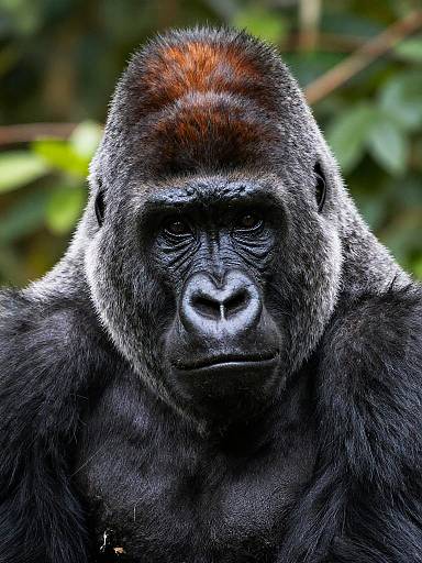 Close-up Western Lowland Gorilla Portrait