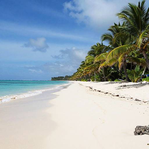 Stunning Tropical Beach with Palm Trees