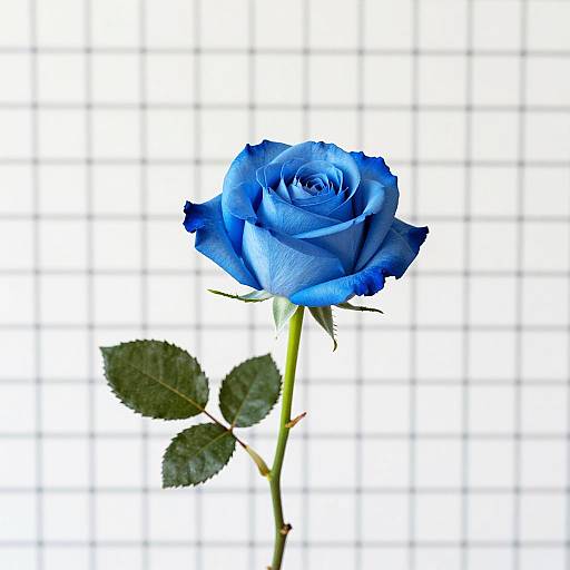 Blue Rose Still Life Composition