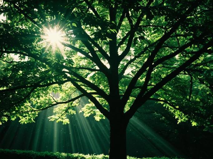 Serene Dark Green Tree Wallpaper Design