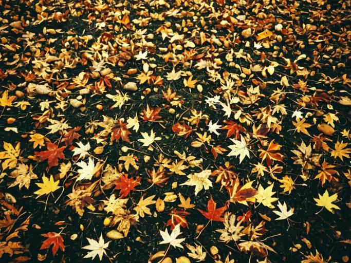 Vibrant Fall Leaves Ground Wallpaper