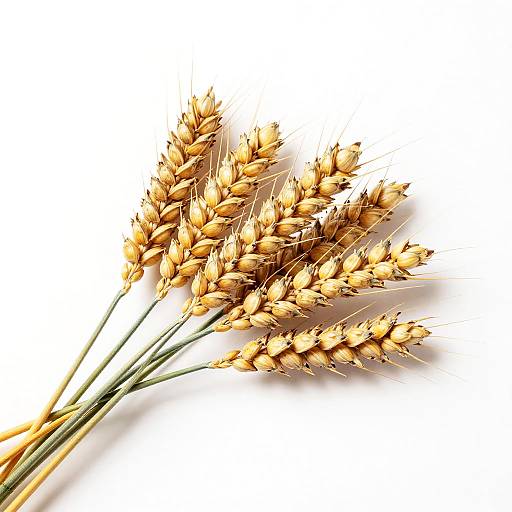 Detailed Wheat Stalks Against White