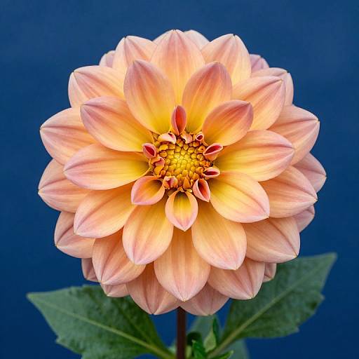 Photograph of a vibrant, peach-colored dahlia with yellow-tipped petals, centered against a deep blue background, showcasing its intricate, layered bloom