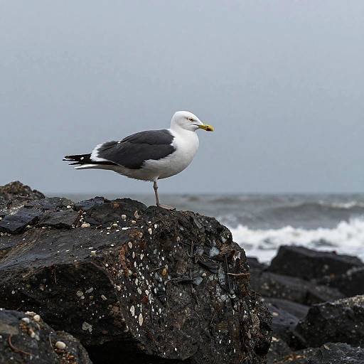 Melancholic Seagull on Rocky Shore
