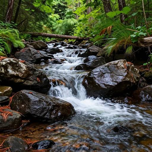 Serene Forest Creek with Cascading Water