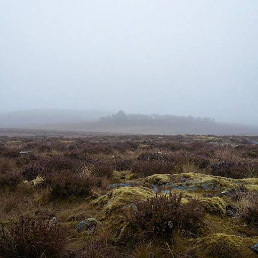 Misty Mossy Heathland Impressionism