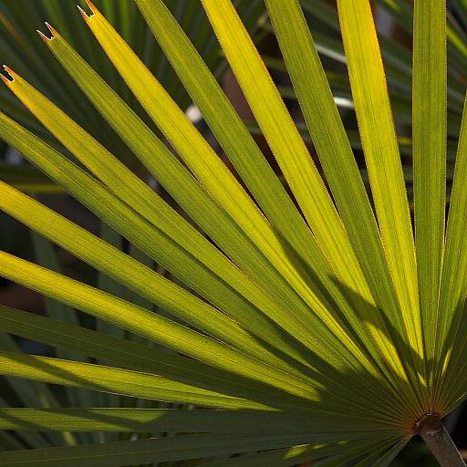 Close-Up of Vibrant Green Palm Leaf